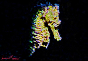 Fractal image of a female common seahorse/Photographed wi... by Laurie Slawson 